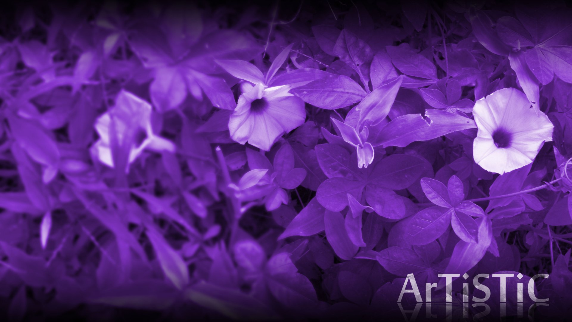 4K Ultra HD PC desktop wallpaper: nature scene of deep purple and black flowers and grass-like foliage with delicate five-petal blooms.