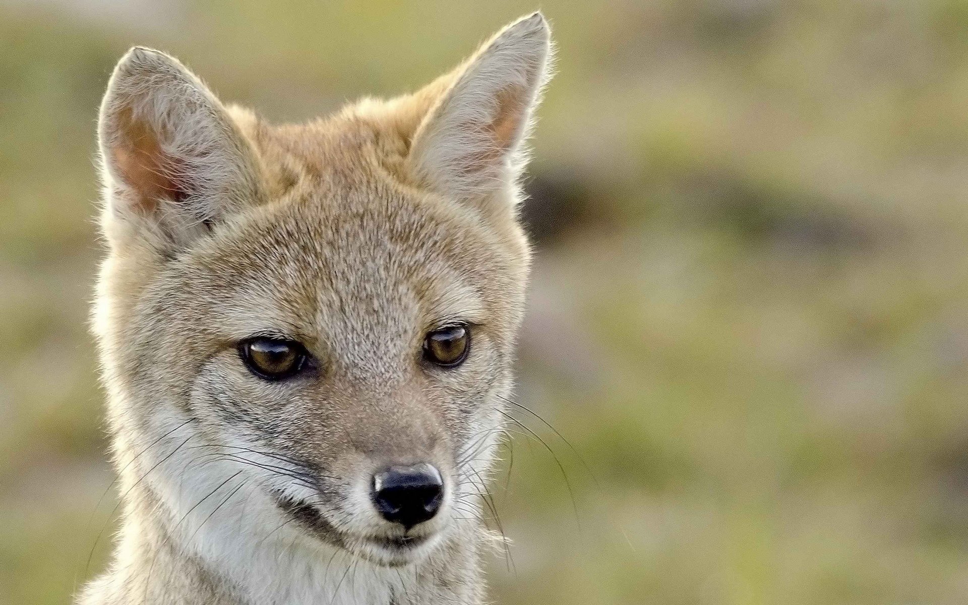 HD PC desktop wallpaper featuring a close-up of a fox with sharp eyes against a blurred natural background.