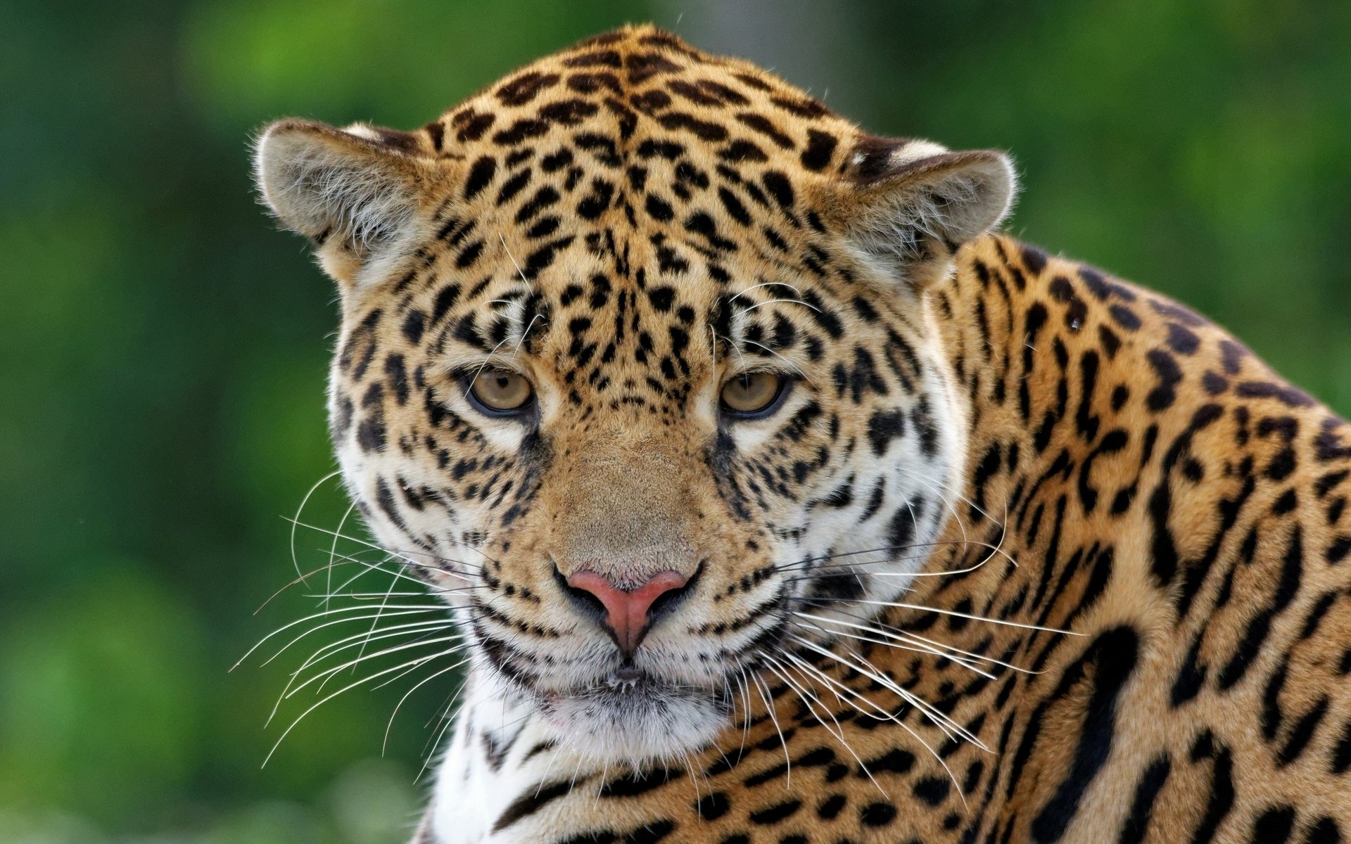 Download Animal Jaguar HD Wallpaper