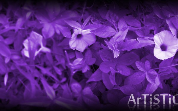 Earth Flower Flowers Purple Black Grass Nature HD Wallpaper | Background Image