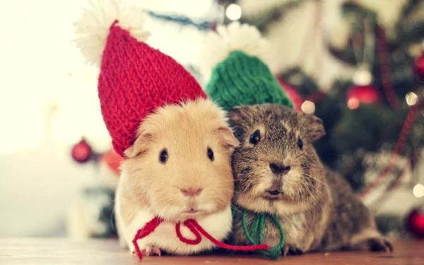 Two adorable guinea pigs wear festive Christmas hats, posed together in front of a decorated tree. This charming image serves as a delightful HD desktop wallpaper.