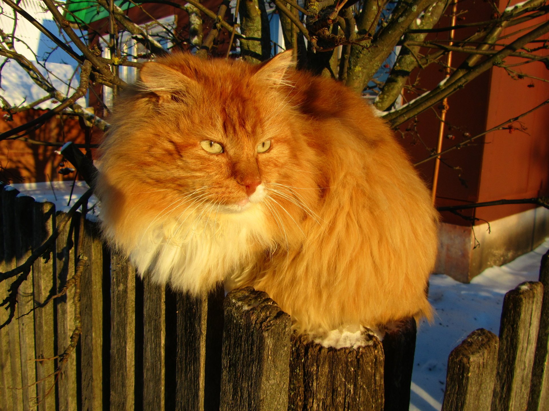 A majestic orange cat perched on a wooden fence, surrounded by a snowy landscape, creating a captivating 4K Ultra HD PC desktop wallpaper.