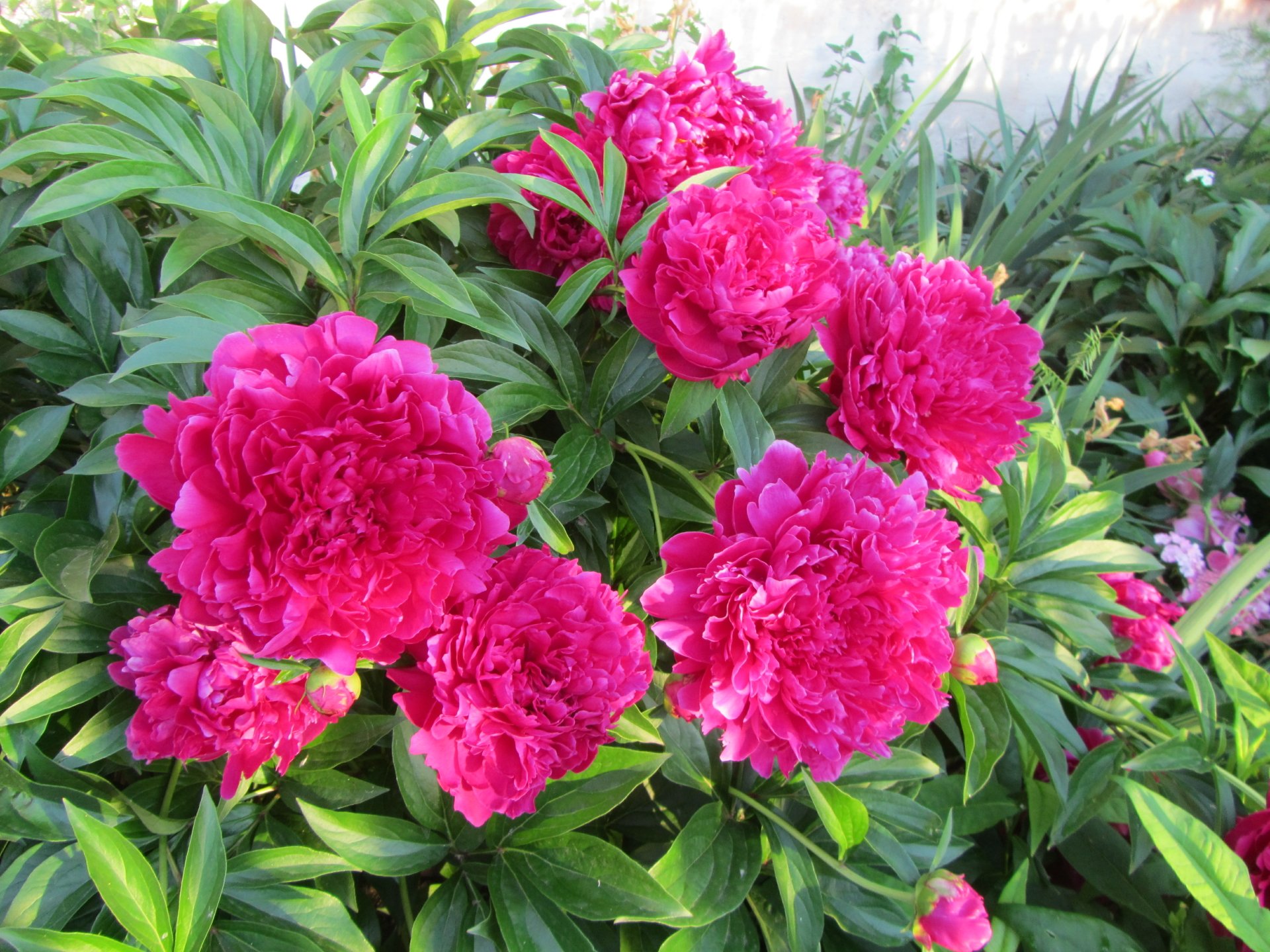 Vibrant pink flowers bloom amid lush green leaves, captured in stunning 4K Ultra HD, creating a vivid nature scene for a PC desktop wallpaper and background.