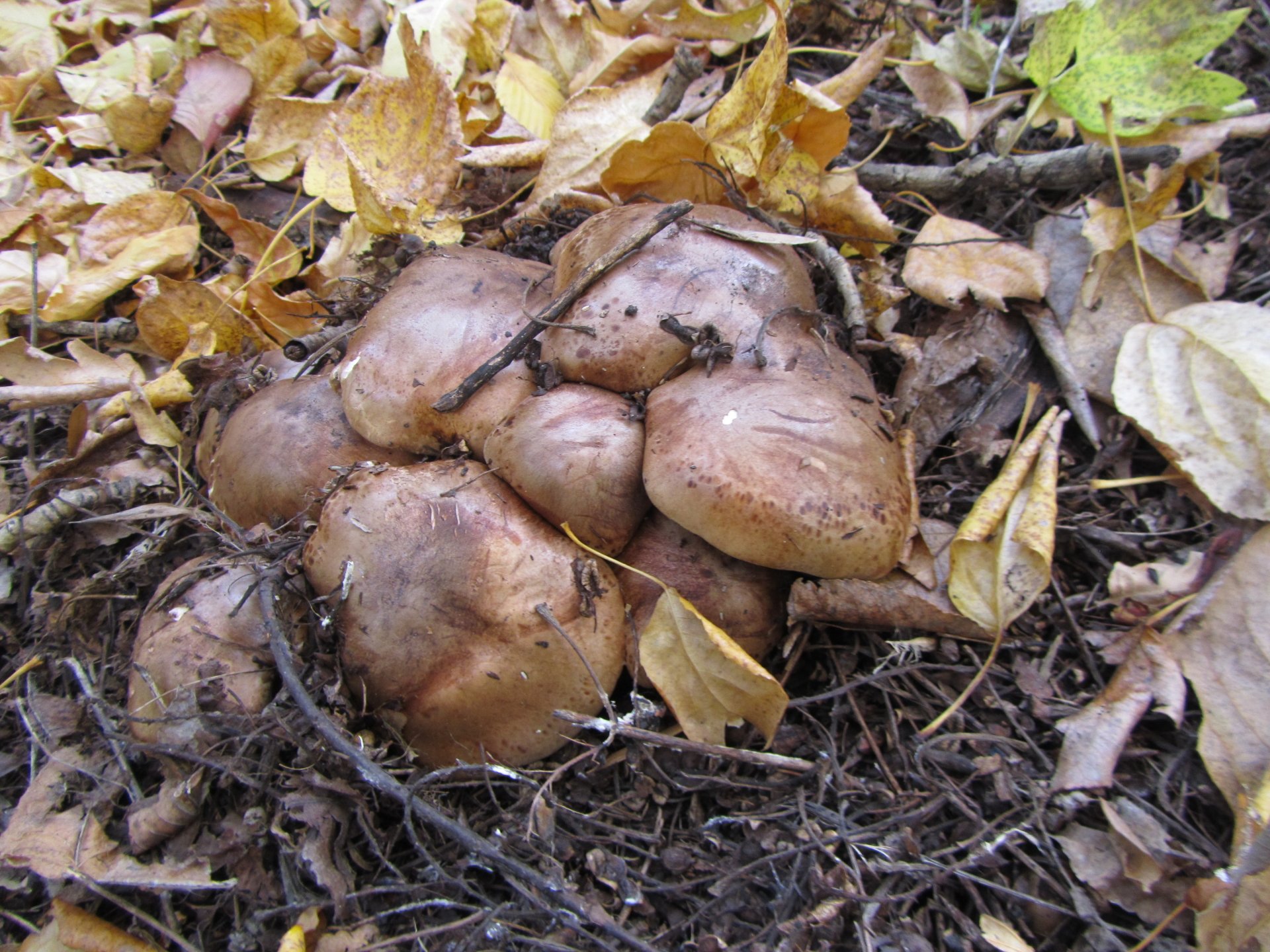 Download Nature Mushroom 4k Ultra HD Wallpaper by Vergilius