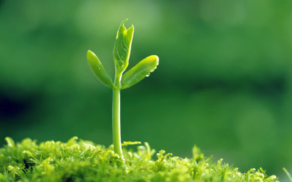HD PC desktop wallpaper and background: a young green sprout rising from moss against a soft bokeh nature backdrop.