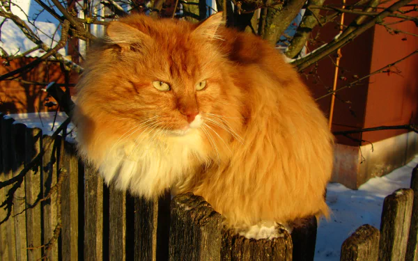 A majestic orange cat perched on a wooden fence, surrounded by a snowy landscape, creating a captivating 4K Ultra HD PC desktop wallpaper.