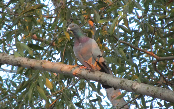 Animal pigeon HD Desktop Wallpaper | Background Image