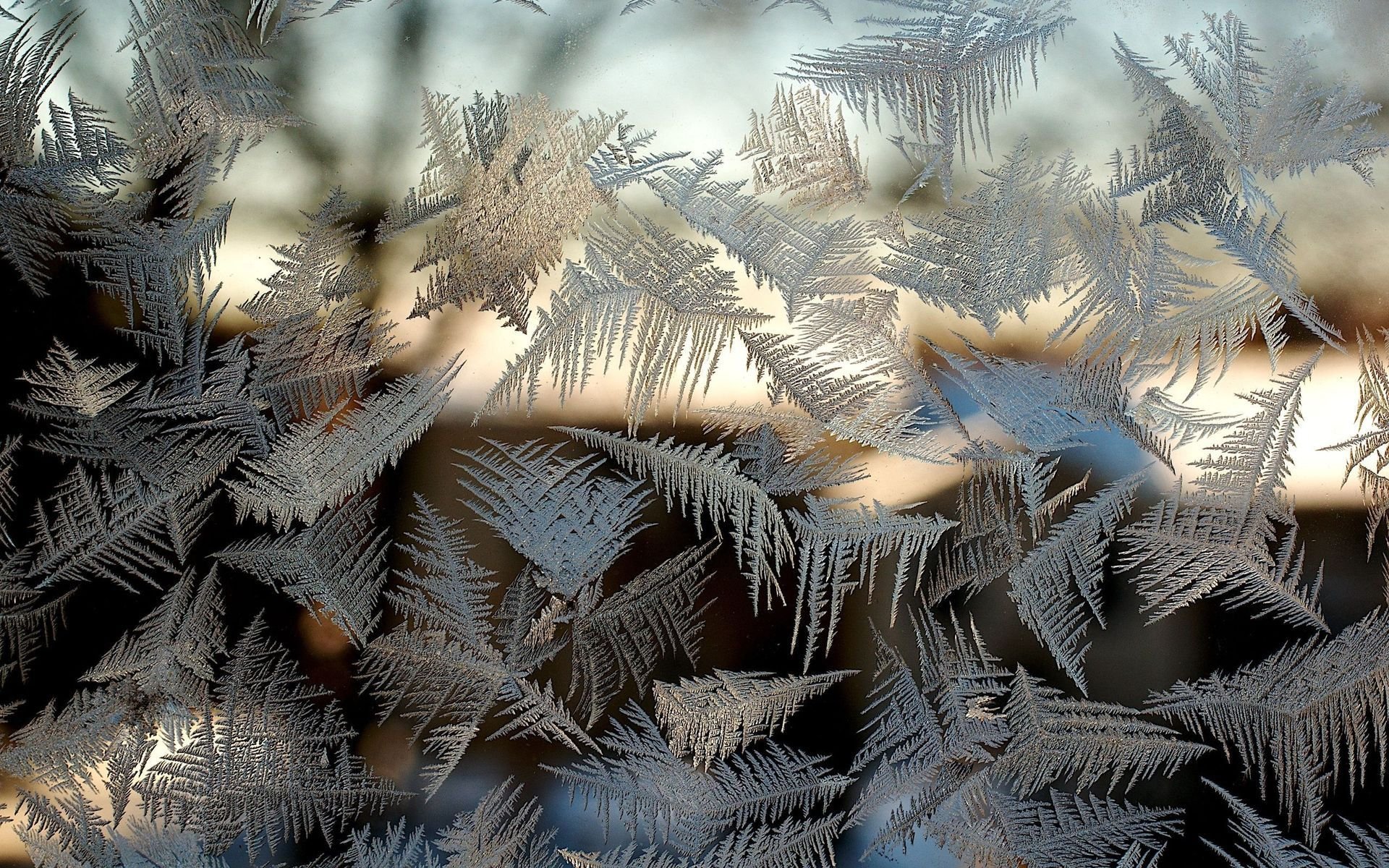 Download Nature Frost HD Wallpaper