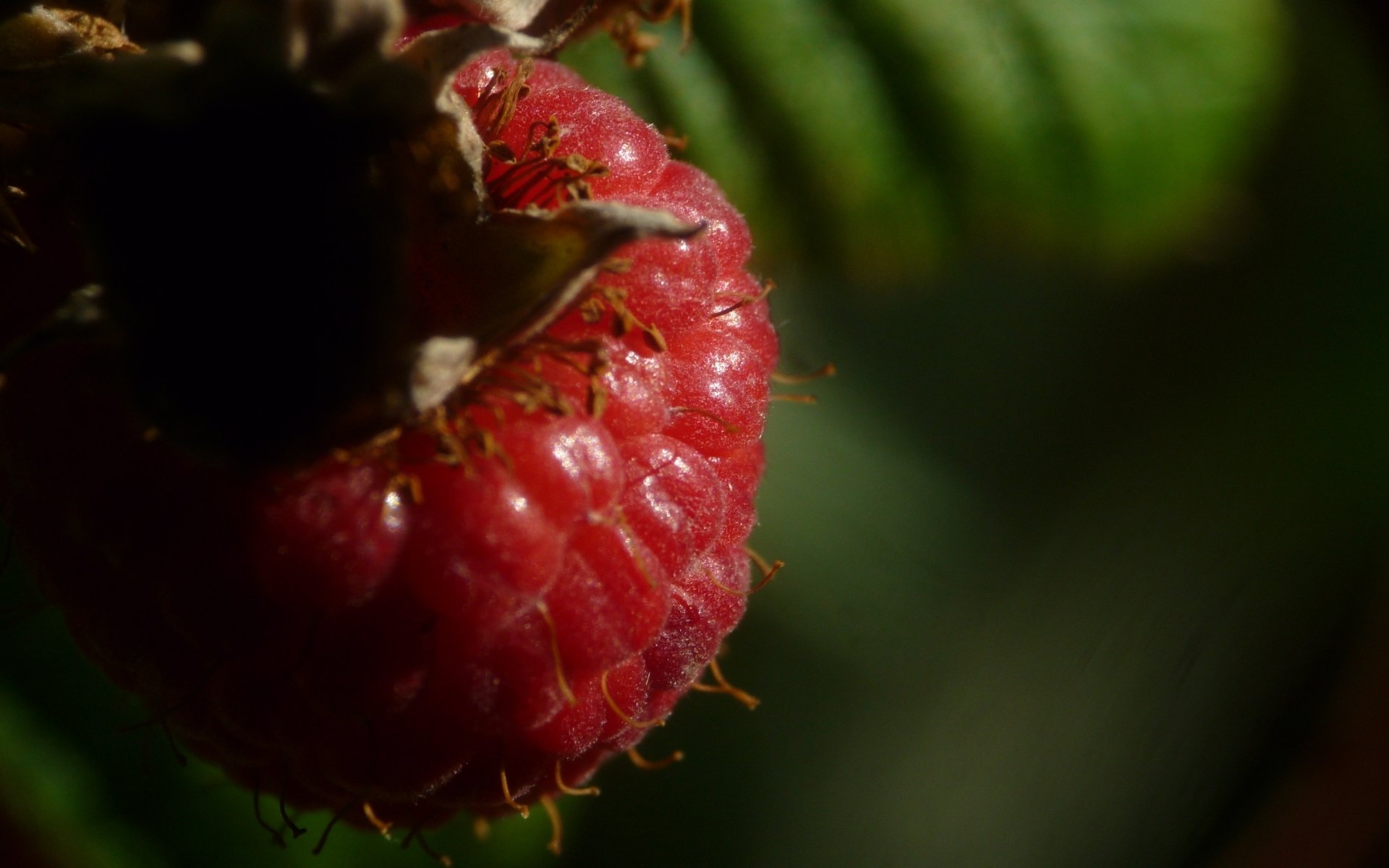 Download Food Raspberry HD Wallpaper