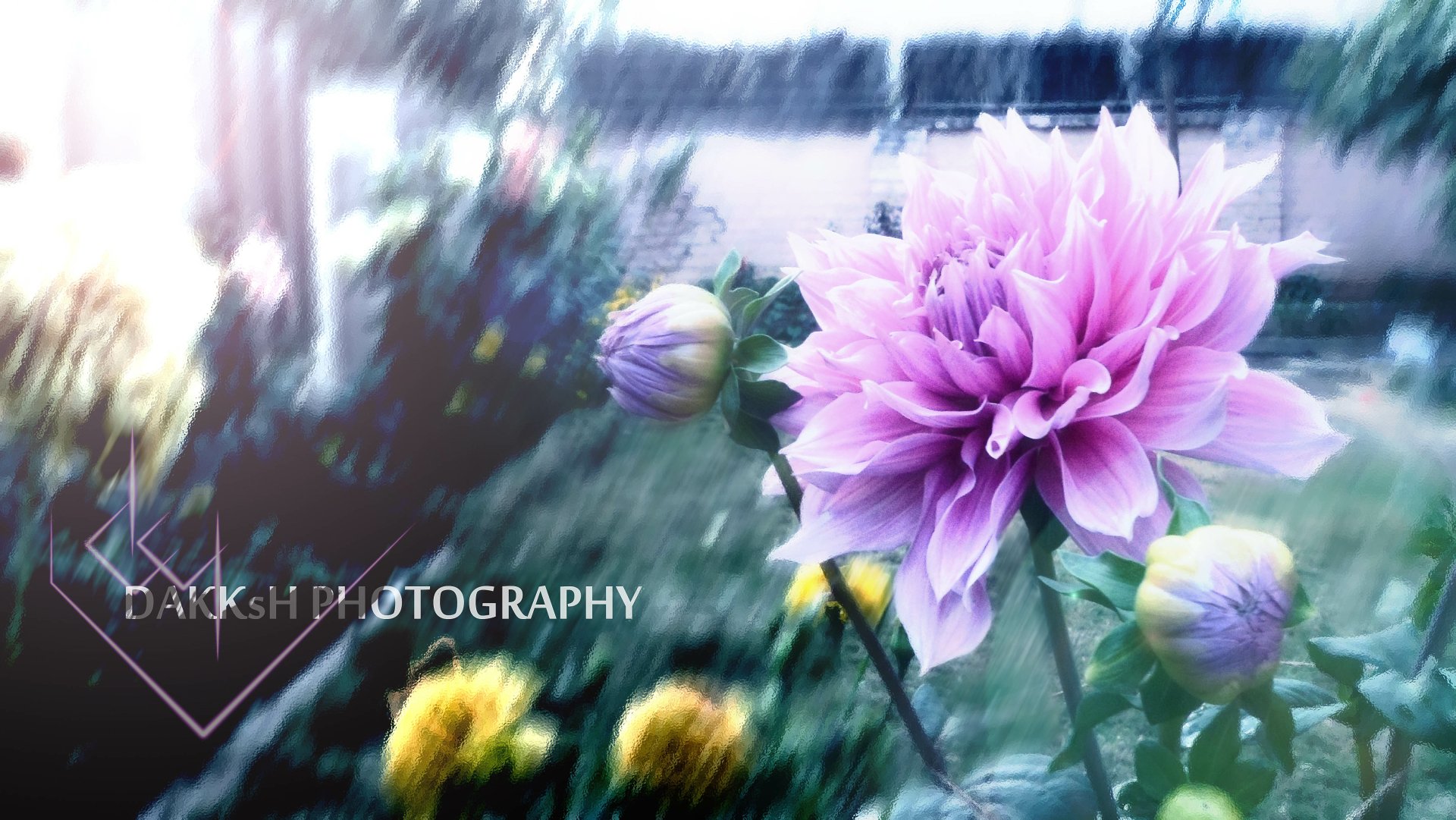 A vibrant purple flower with raindrops in a lush garden, captured in stunning 4K Ultra HD as a nature-themed PC desktop wallpaper.