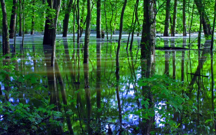 HD PC desktop wallpaper featuring a vibrant green swamp with tall trees reflecting in still water, showcasing the serene beauty of nature.