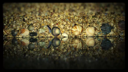 Nature scene of assorted seashells on a pebbled shore with crisp mirror reflection, 2K Quad HD PC desktop wallpaper background.