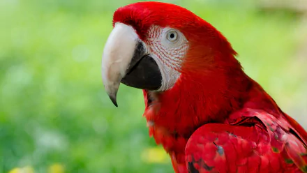 Close-up of a vibrant red-and-green macaw parrot against a soft green background, captured in stunning 4K Ultra HD quality for a PC desktop wallpaper.