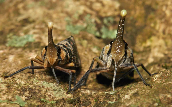 Animal lantern fly HD Desktop Wallpaper | Background Image