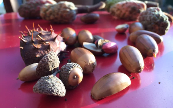 nature acorn HD Desktop Wallpaper | Background Image