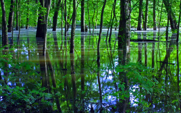 nature swamp HD Desktop Wallpaper | Background Image