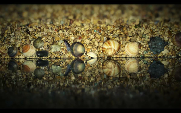  Seashell Reflection