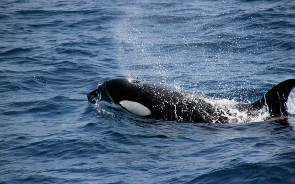 Orca surfacing and exhaling in the deep blue sea, captured as a crisp 4K Ultra HD PC desktop wallpaper and background.