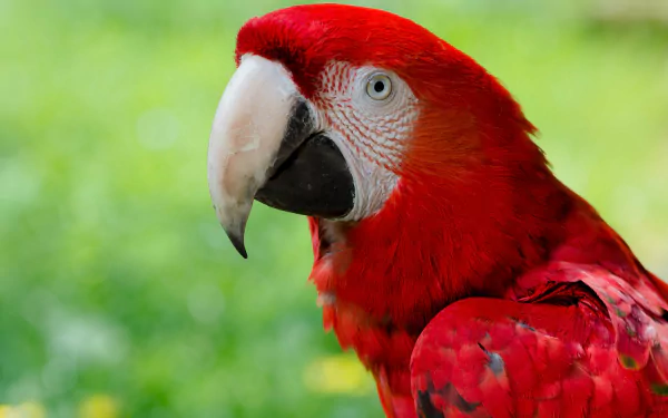 Close-up of a vibrant red-and-green macaw parrot against a soft green background, captured in stunning 4K Ultra HD quality for a PC desktop wallpaper.