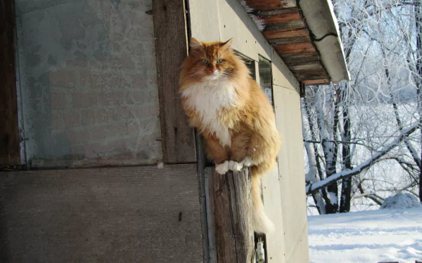 A fluffy orange cat sits perched on a post beside a rustic building, surrounded by a snowy landscape, creating a serene winter scene in this 4K Ultra HD desktop wallpaper.