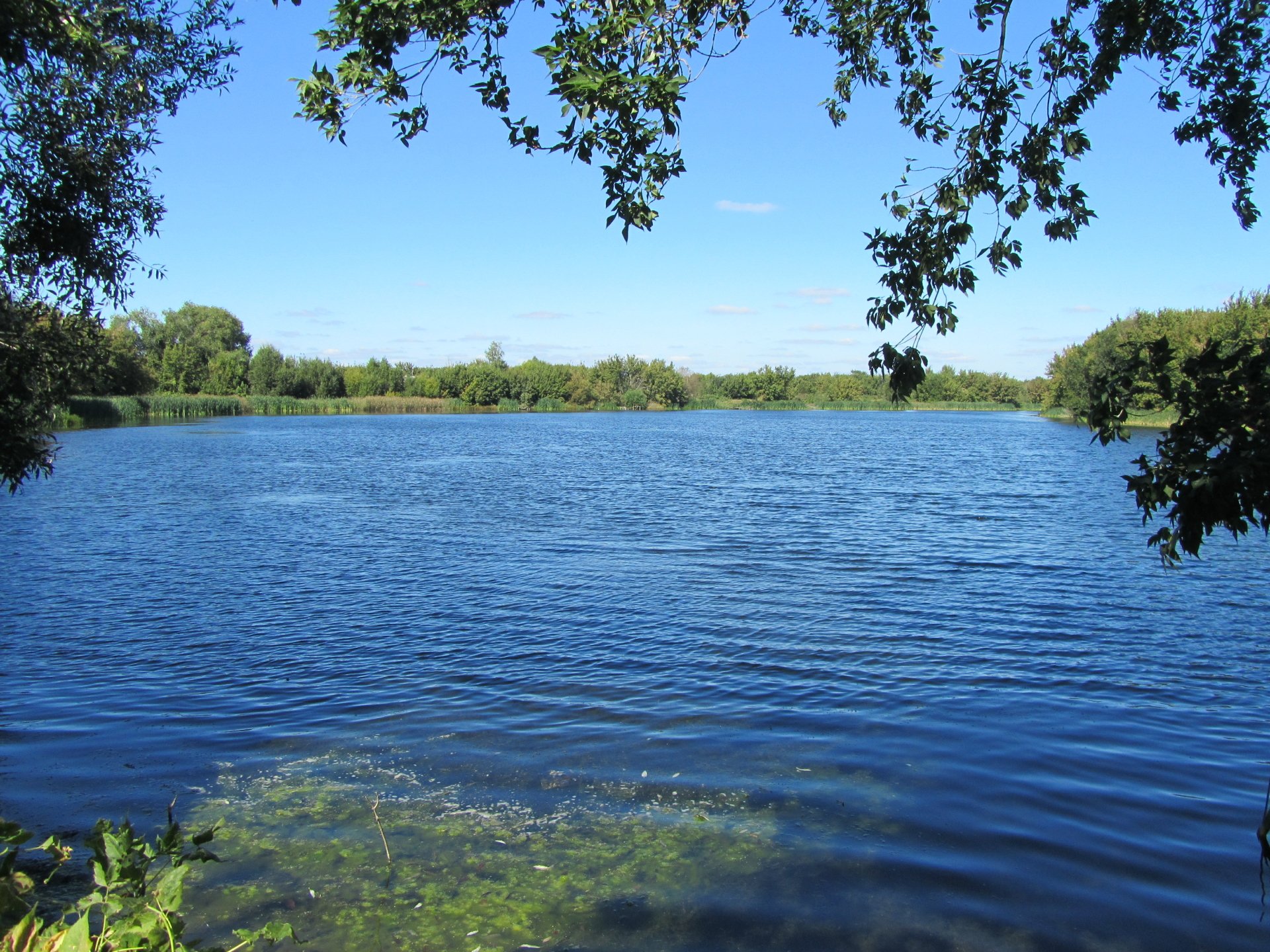 4K Ultra HD nature wallpaper featuring a tranquil lake surrounded by green trees under a clear blue sky, creating a serene and refreshing outdoor scene.