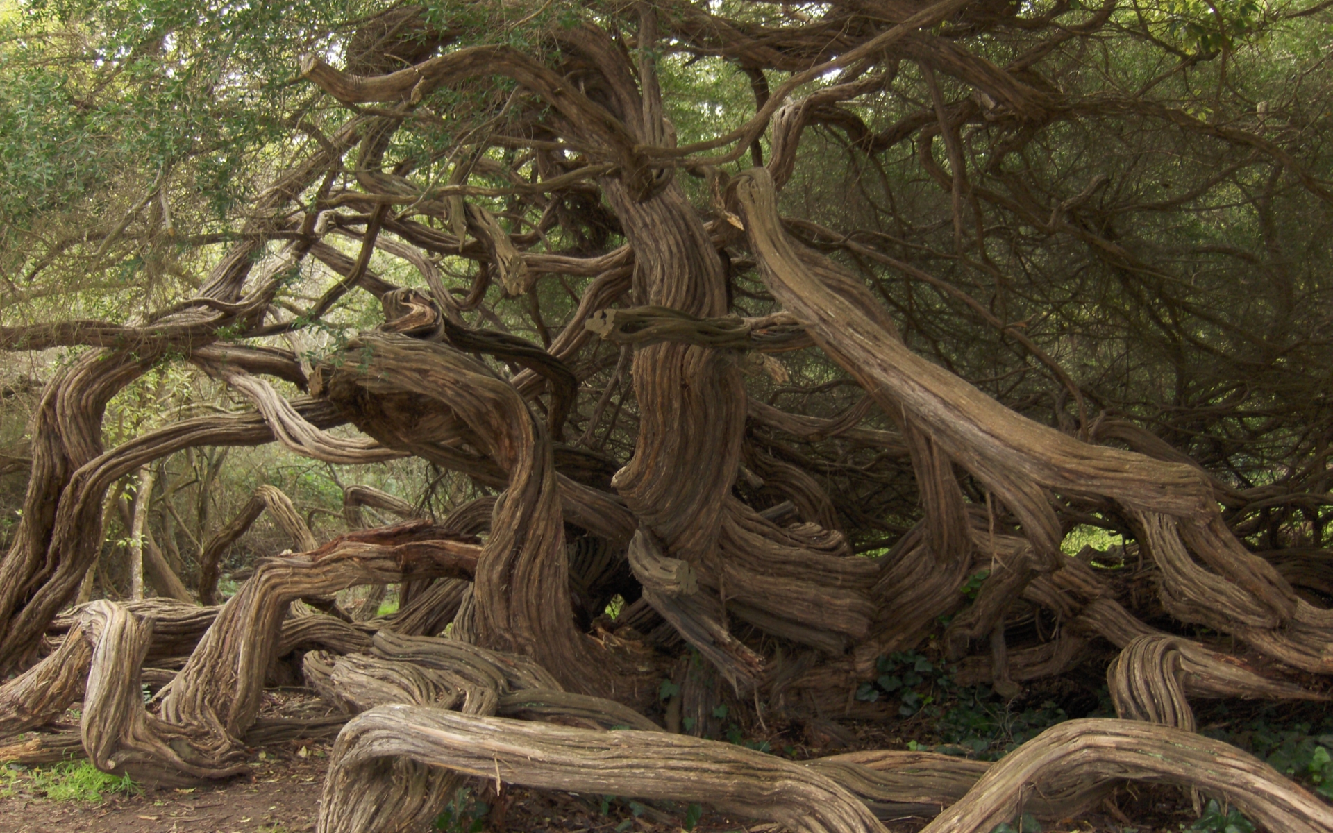Nature Twisted Tree HD Wallpaper | Background Image