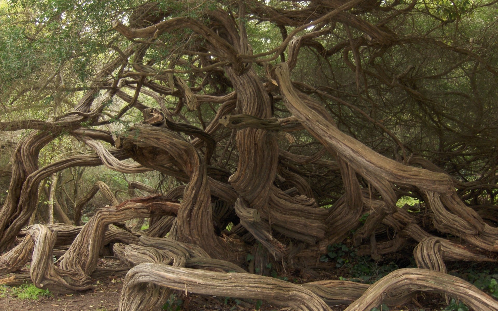 Twisted Tree HD Wallpaper | Background Image | 1920x1200