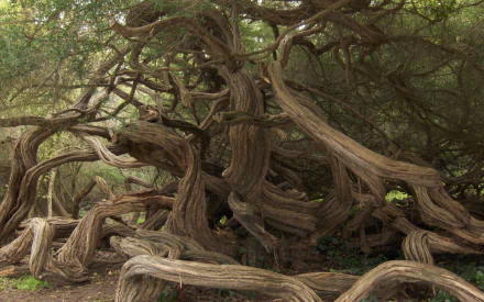 HD PC desktop wallpaper featuring a twisting, gnarled tree with intricate branches amid dense green foliage, showcasing the beauty of nature's unique forms.