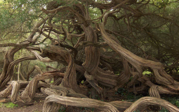 HD PC desktop wallpaper featuring a twisting, gnarled tree with intricate branches amid dense green foliage, showcasing the beauty of nature's unique forms.