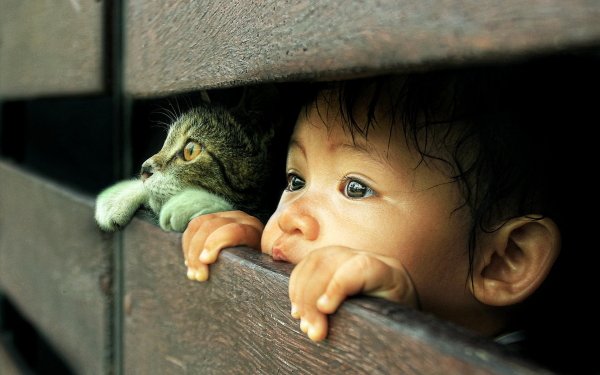 Photography Child Cute Cat HD Wallpaper | Background Image