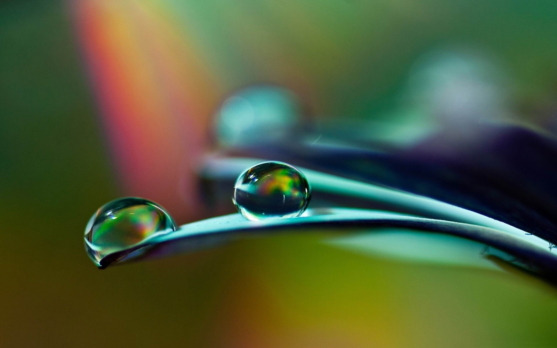 Download Dew Nature Water Drop HD Wallpaper