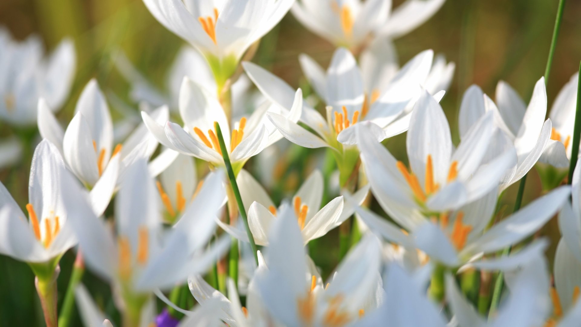 A close-up of delicate white flowers with orange stamens, captured in stunning 4K Ultra HD, showcasing nature's beauty as a vibrant PC desktop wallpaper.