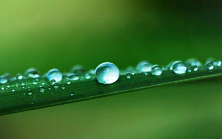 dew nature water drop HD Desktop Wallpaper | Background Image