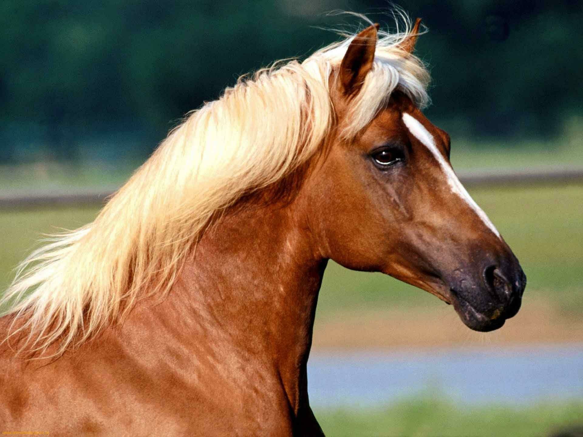 HD desktop wallpaper featuring a close-up profile of a chestnut horse with a flowing blonde mane against a natural, blurred background.