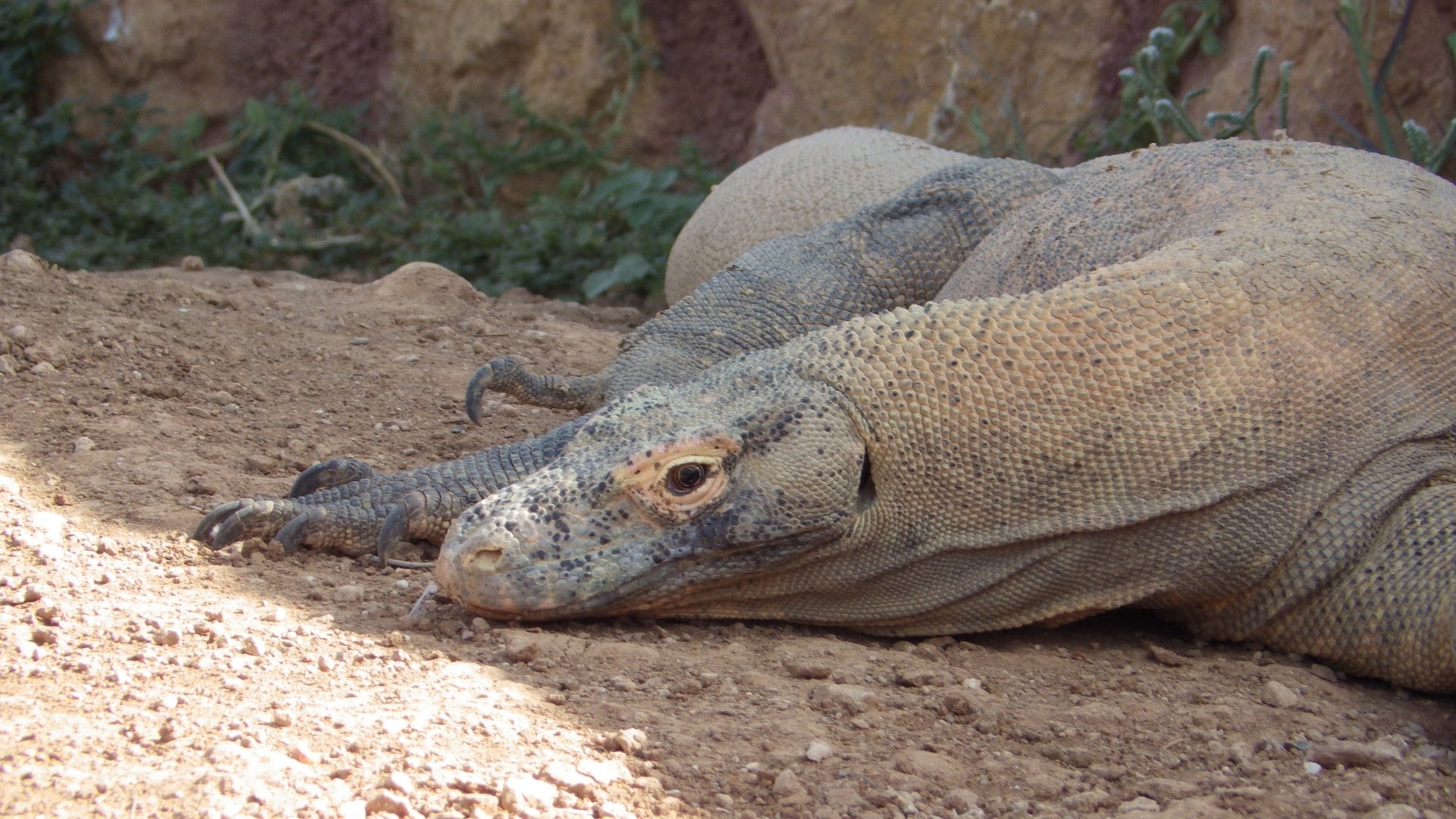 Stunning Komodo Dragon in 4K Ultra HD Wallpaper