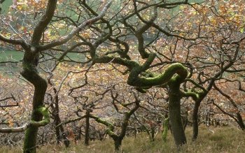 Twisted Tree Wallpaper and Background Image | 1680x1050 | ID:496885