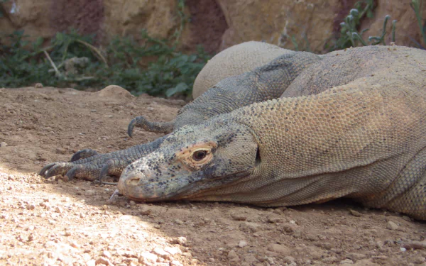 Close-up of a Komodo dragon resting on the ground, showcasing its textured skin and distinct features. This HD image serves as an engaging desktop wallpaper and background.