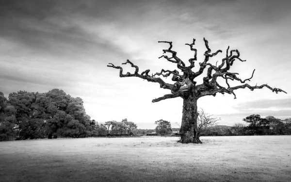 Black and white HD desktop wallpaper of a solitary twisted tree standing in an open landscape under a cloudy sky.