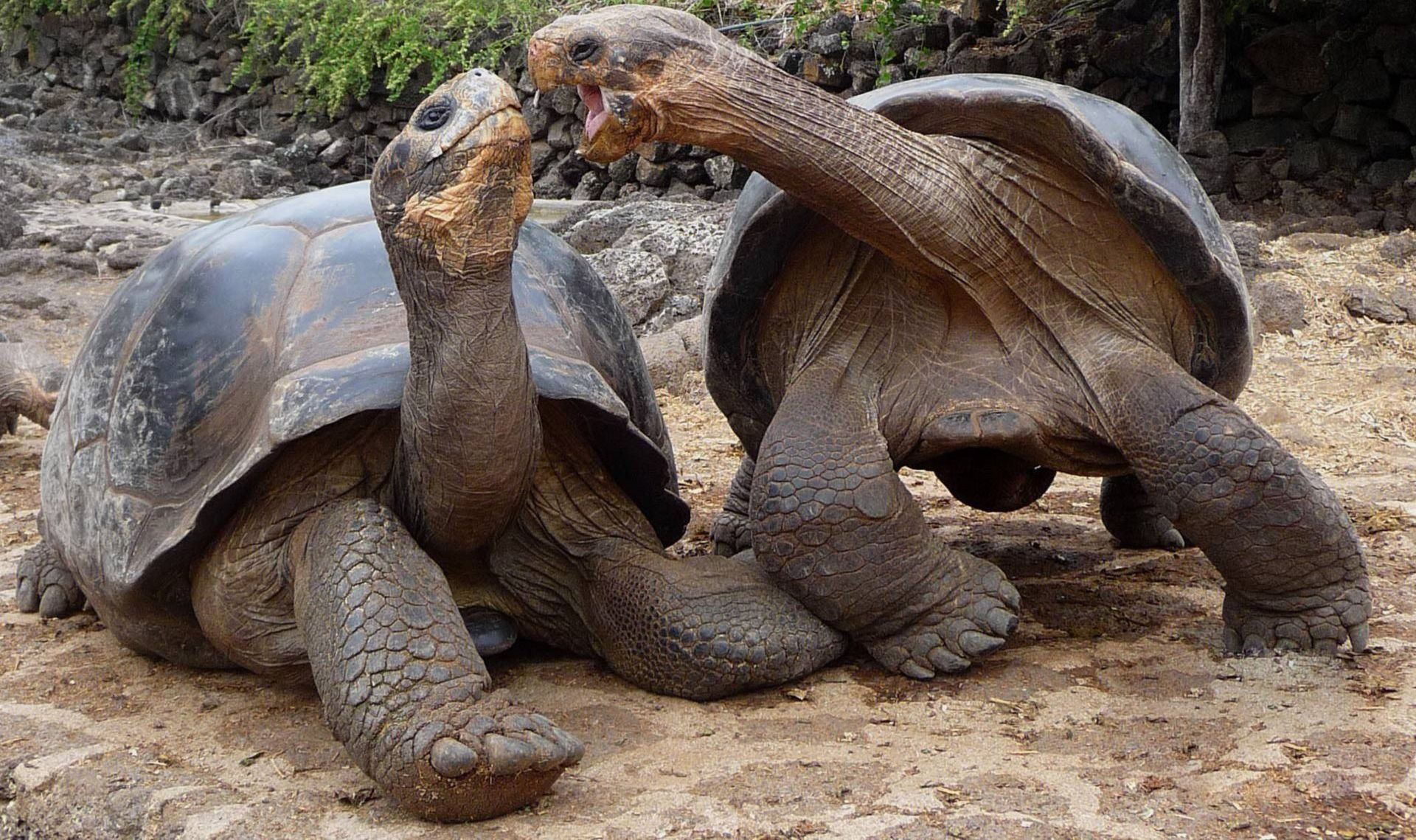 Download Tortoise Animal Giant Tortoise HD Wallpaper