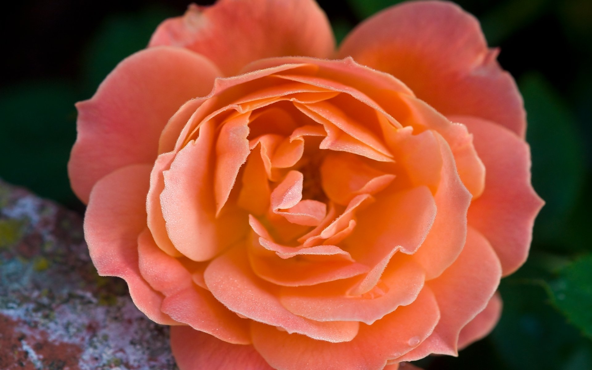 Gül HD Duvar Kağıtları / Rose HD Wallpapers 88 NisanBoard Flatcast