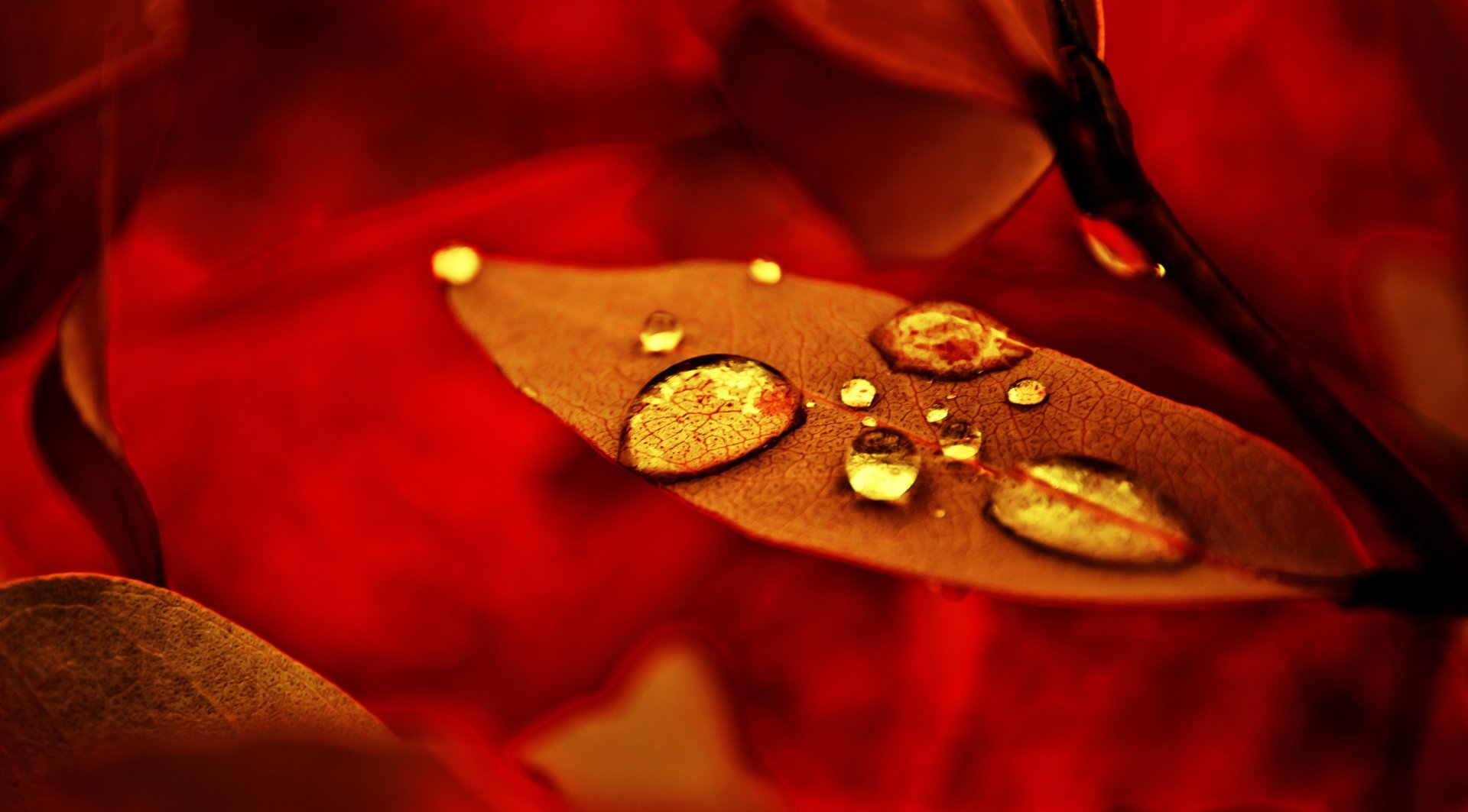 Download Dew Nature Water Drop HD Wallpaper