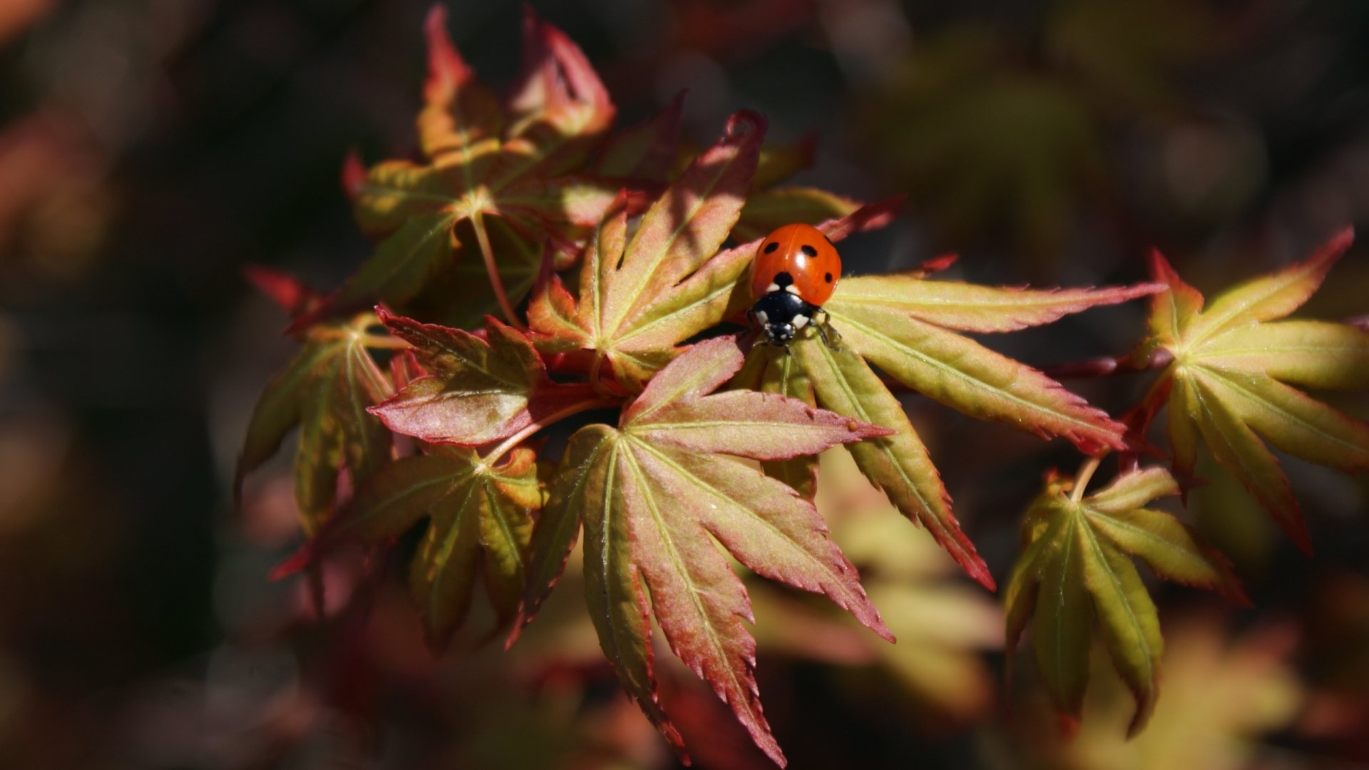 Download Animal Ladybug HD Wallpaper