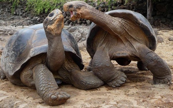 Animal Giant tortoise Turtles Tortoise HD Wallpaper | Background Image