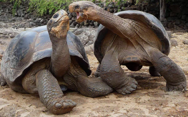 Two giant tortoises on a rocky ground, captured in HD for a PC desktop wallpaper and background featuring detailed textures and natural colors.