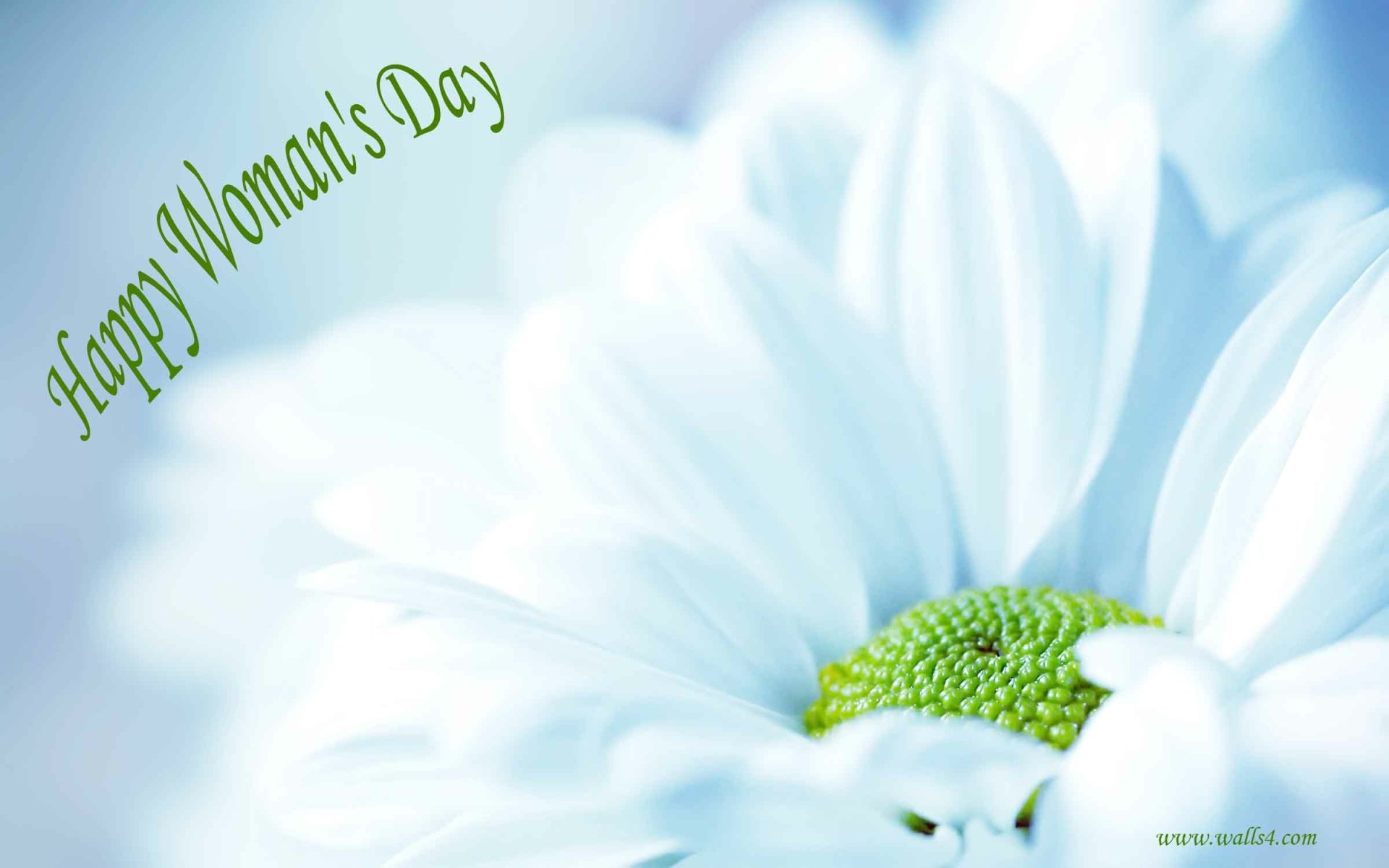 HD PC desktop wallpaper background: close-up pale blue daisy with green center and Happy Woman's Day script, celebrating Women's Day holiday.