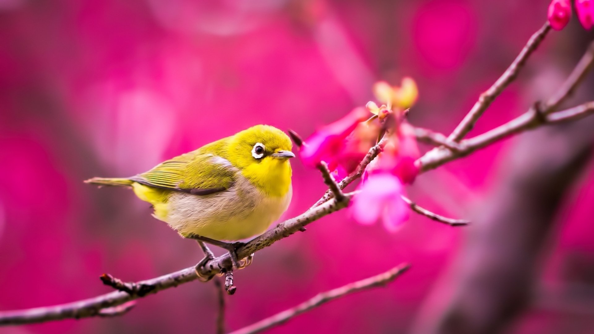 A vibrant HD desktop wallpaper featuring a Japanese white-eye bird perched on a branch with bright pink blossoms and a blurred pink background.