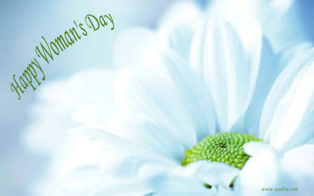 HD PC desktop wallpaper background: close-up pale blue daisy with green center and Happy Woman's Day script, celebrating Women's Day holiday.
