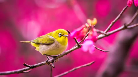 A vibrant HD desktop wallpaper featuring a Japanese white-eye bird perched on a branch with bright pink blossoms and a blurred pink background.