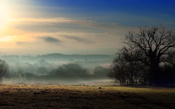 nature fog HD Desktop Wallpaper | Background Image