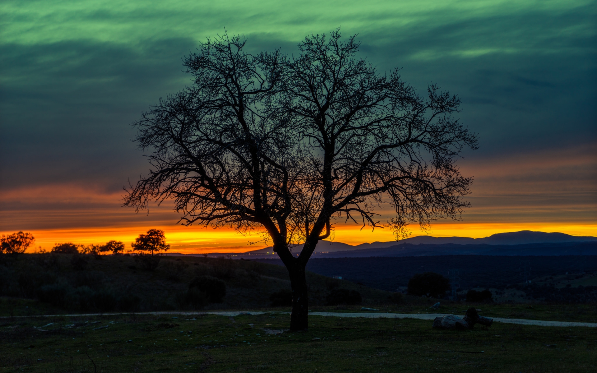 Download Nature Tree HD Wallpaper